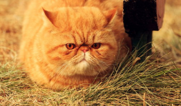 胖猫谭竹吃瓜爆料